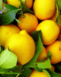 limoni di sicilia